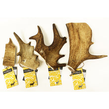 Fallow Antler
